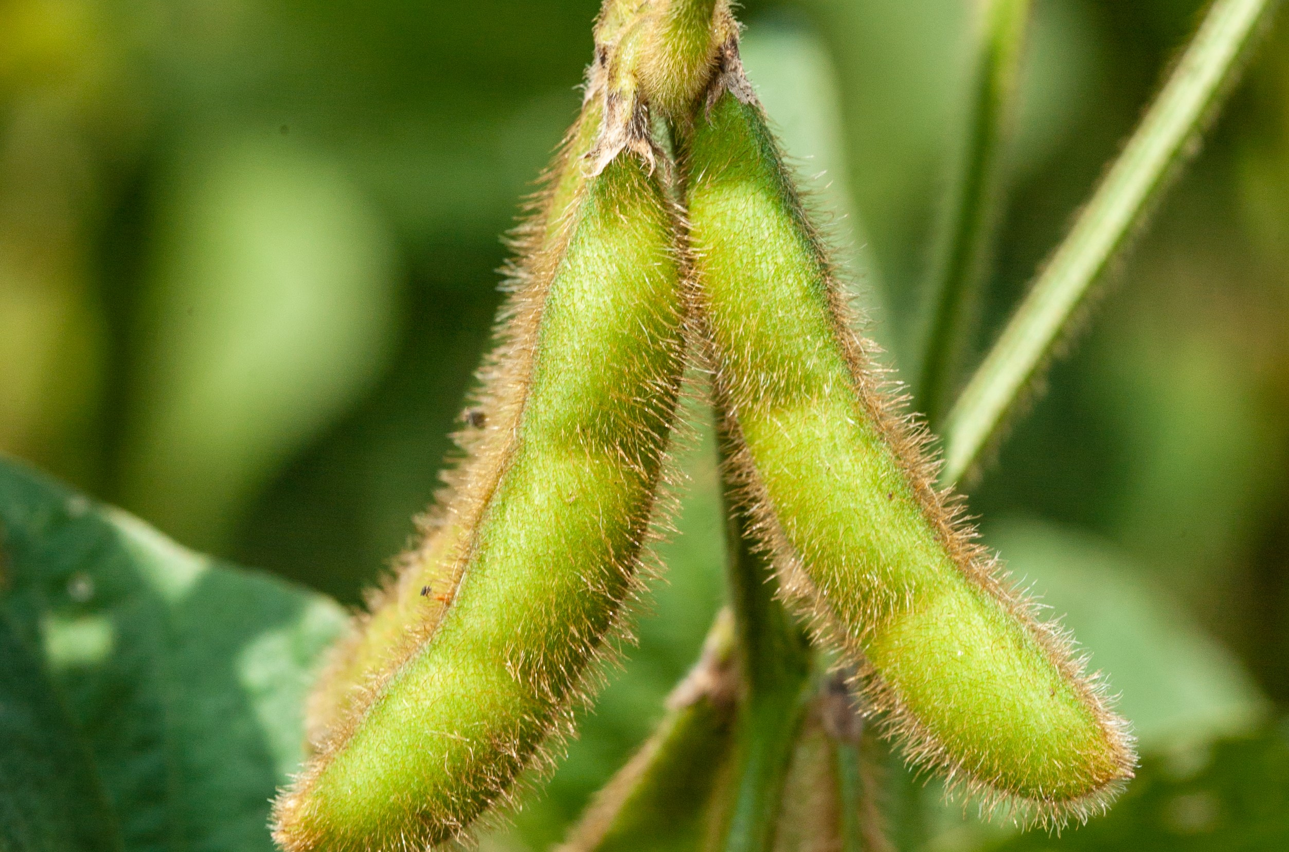 Soybean | Kentucky Crop Variety Testing