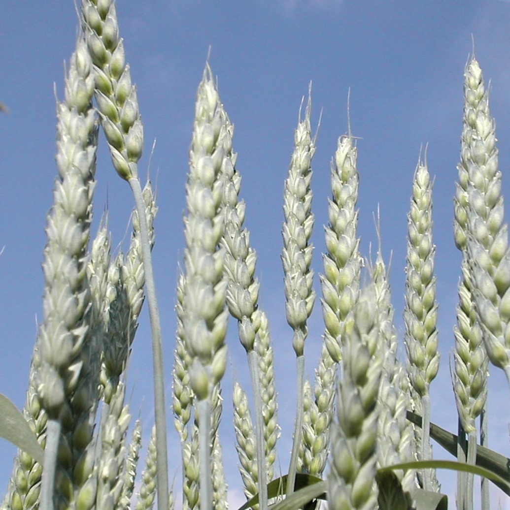 Kentucky Wheat Variety Testing